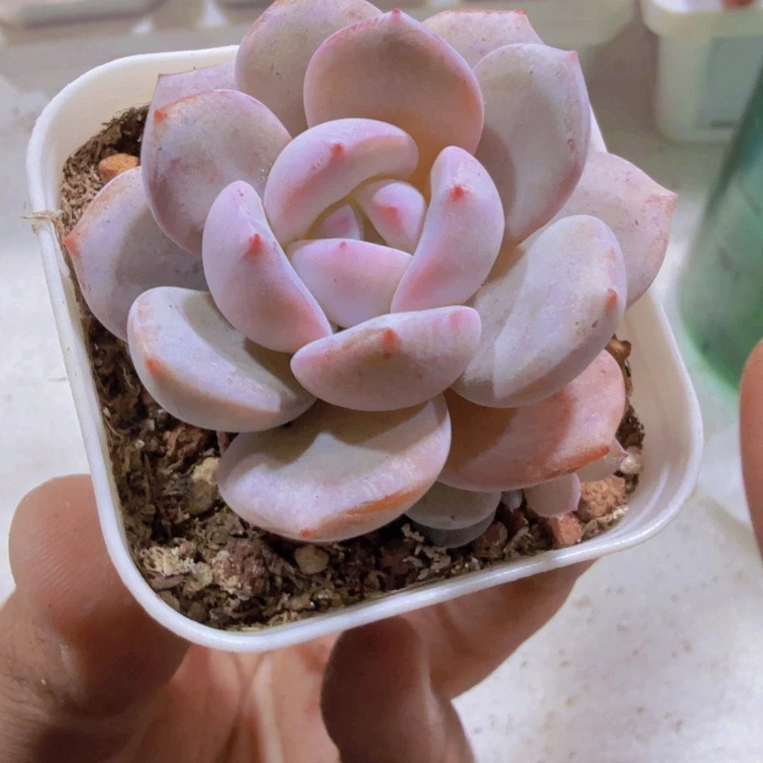 韩版奶茶五厘米盆单头