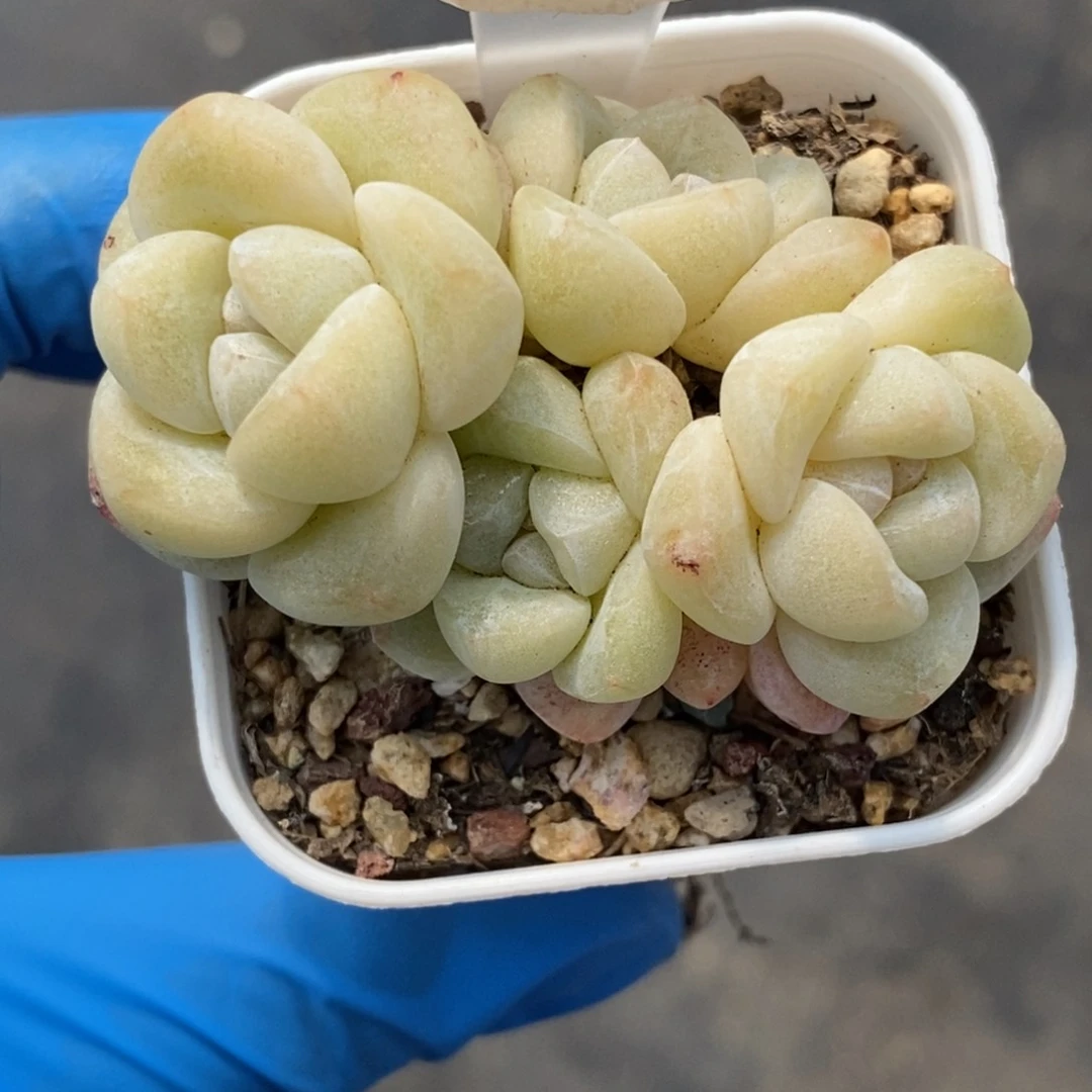 53东篱下多肉植物盆栽