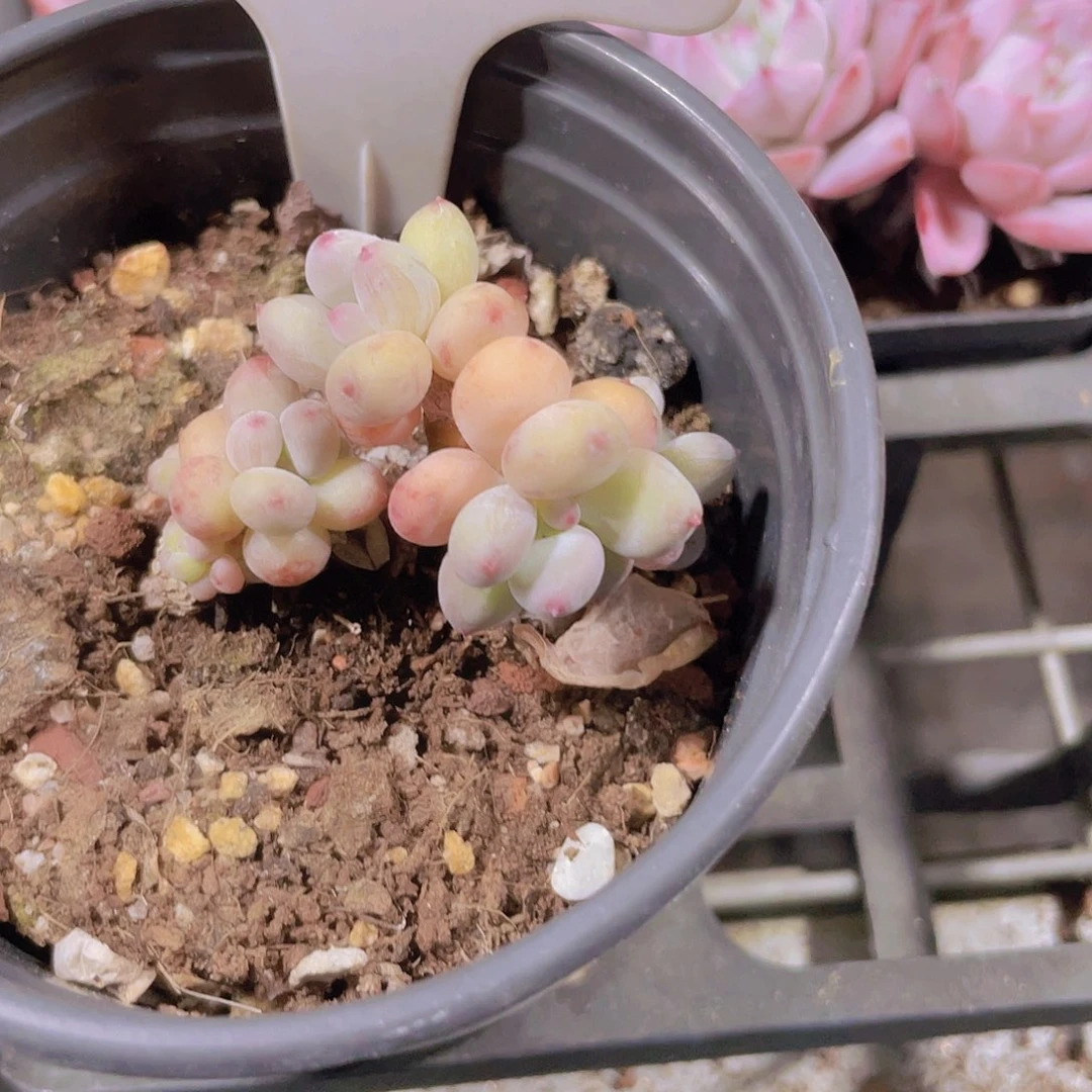 甜*苹果奶e057一物一拍