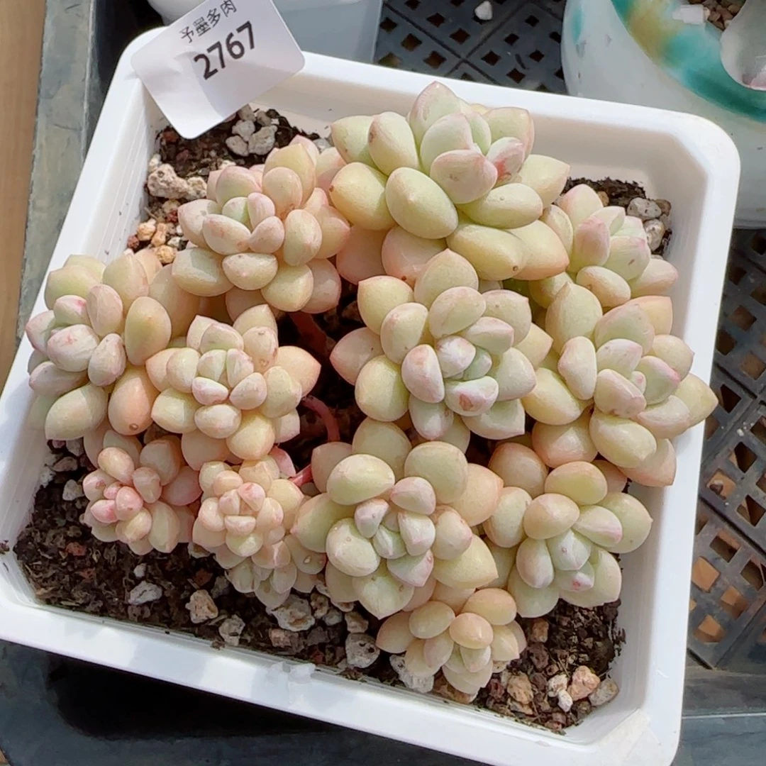泡泡糖无砍，2767多肉植物