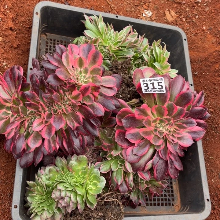 茶**园315缀化组合掌心多肉法师锦不包侧枝断枝的