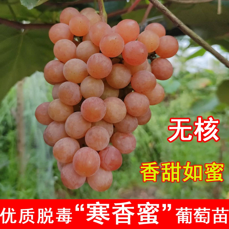 嫁接寒香蜜葡萄树无籽高甜超耐寒葡萄爬藤种植当年结果果树苗