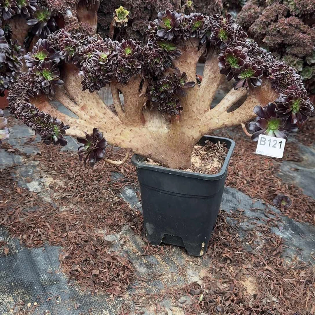 121欧紫朵朵一颗呀呀