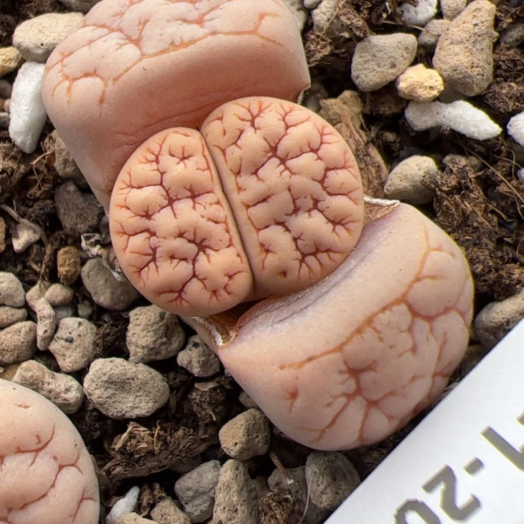 0738号189多肉植物