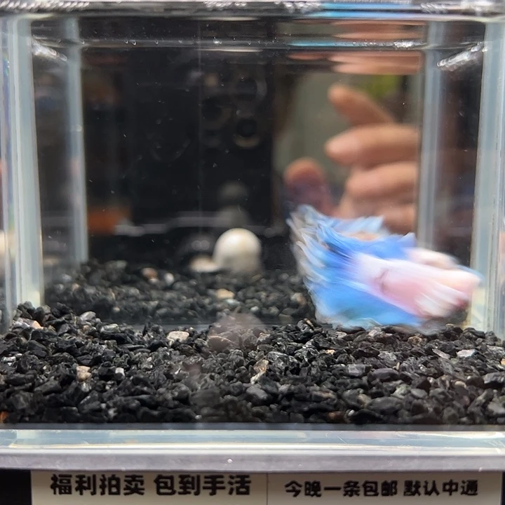 斗鱼竞拍跑单拉黑8日93