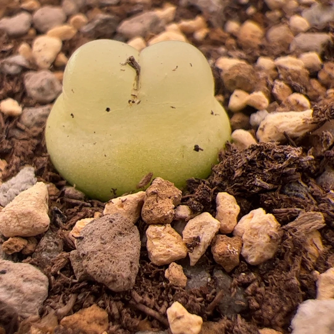 104号透窗拉登1.4公分12.27多肉