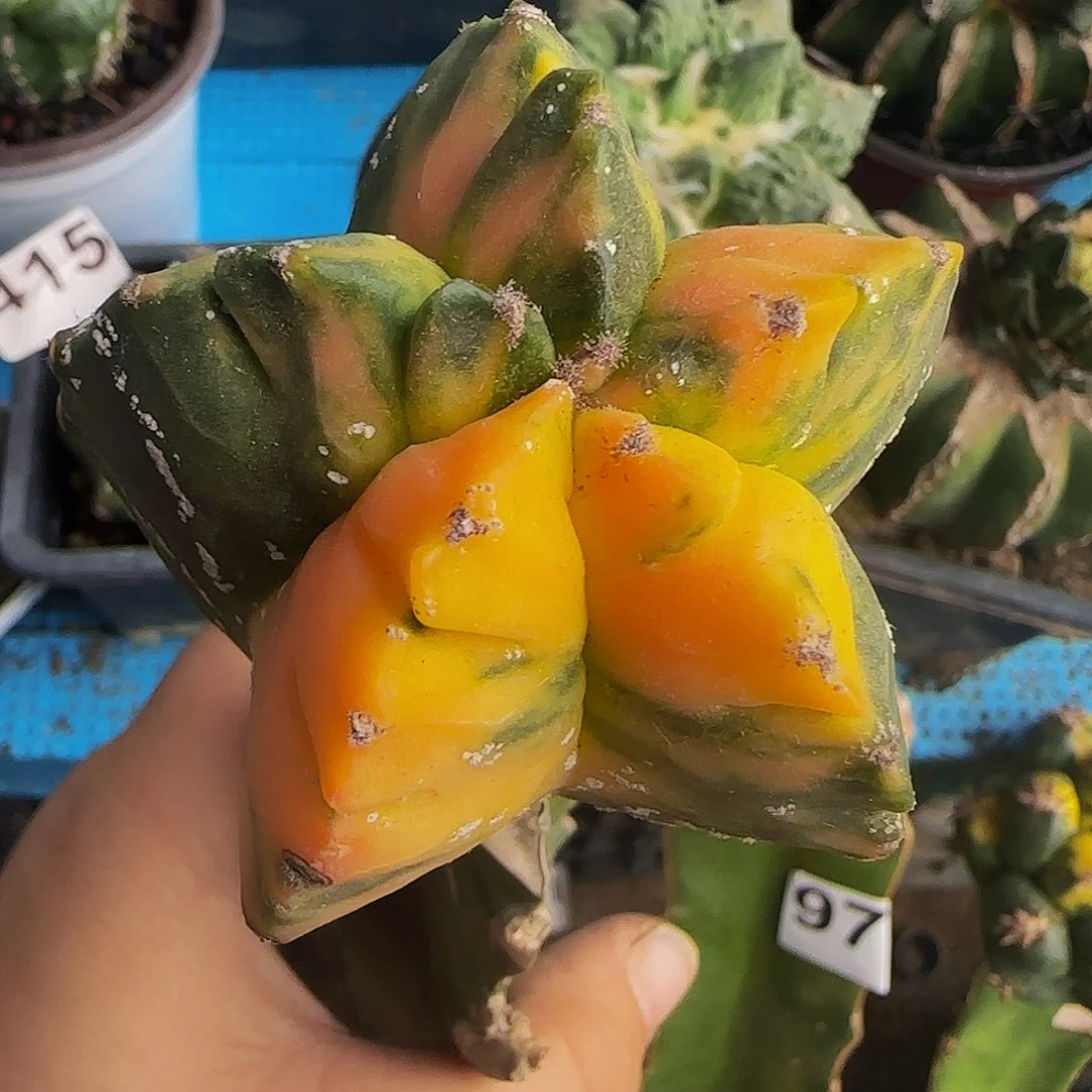 鸾锦263仙人球开花