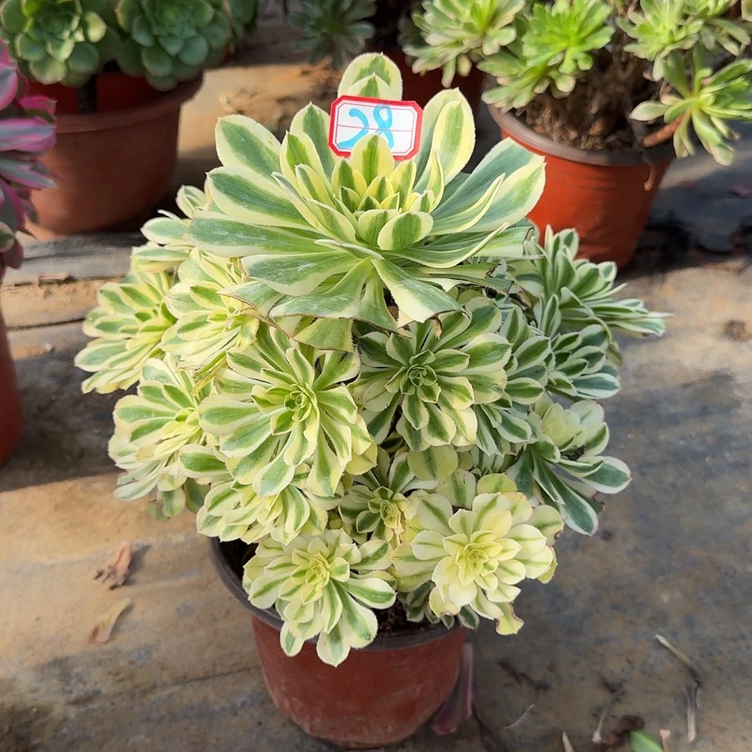 多肉植物保时捷28号