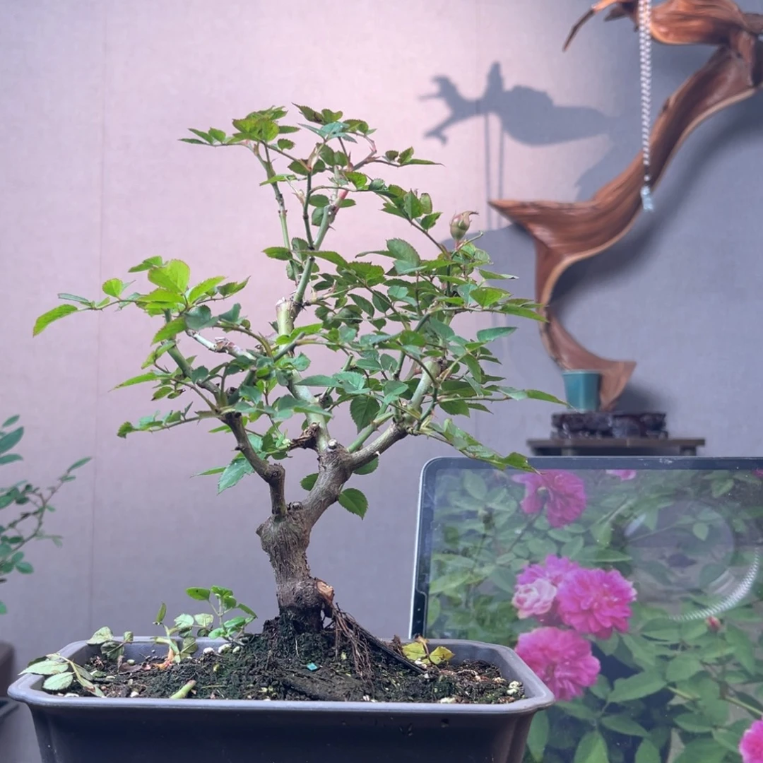 小***乖少量花朵（建议范围：2朵-5朵 或40%以下）