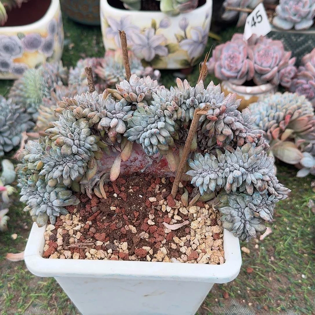 叶插星影缀化呀呀呀呀