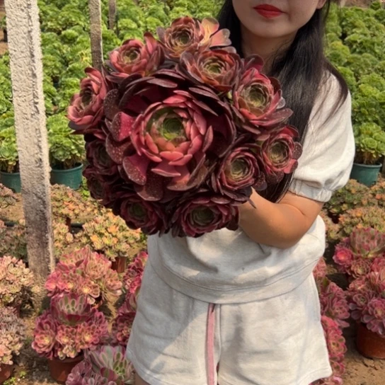 花仙子一颗包邮福利