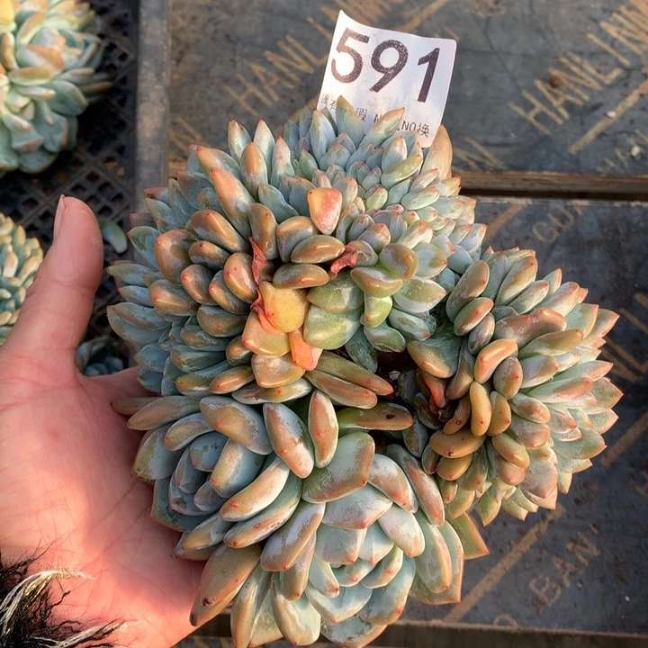 591橙子缀化多肉植物