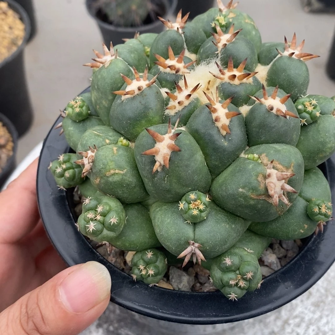 短豪刺象牙仙人球