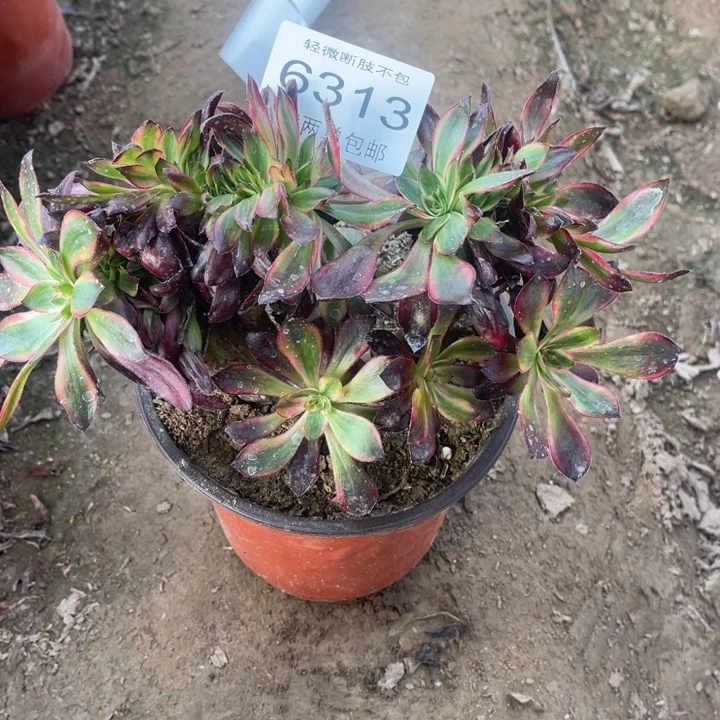 w***.6313巫毒的人多肉的