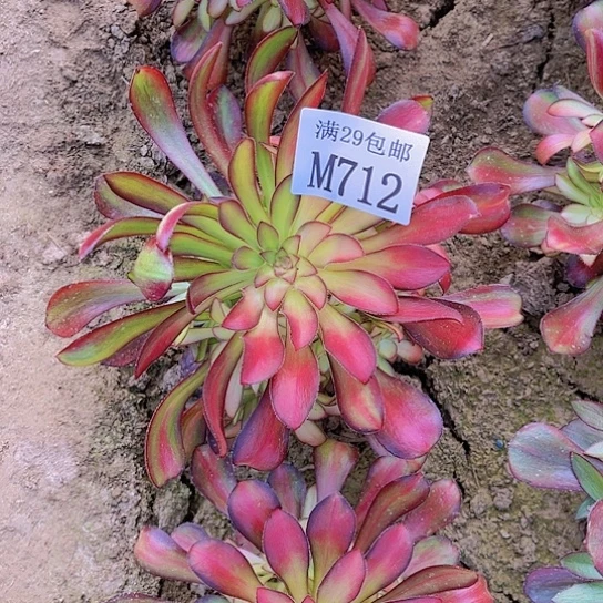 712魅力锦多肉植物