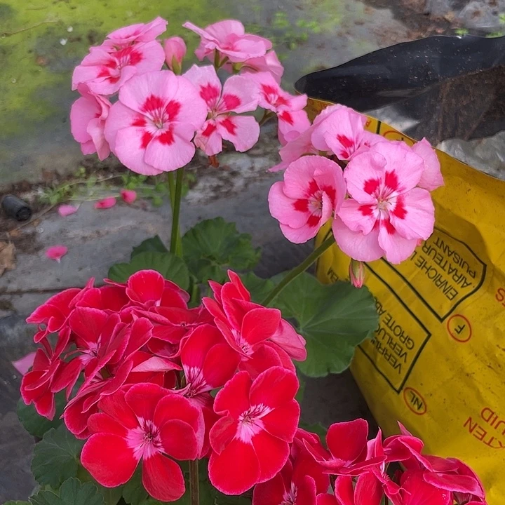 完全开放红宝石➕粉飞溅