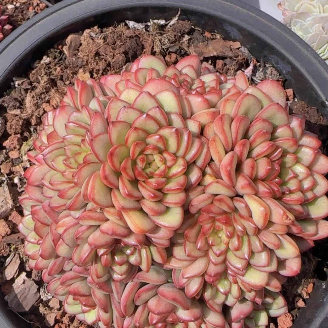 【闪购商品】大群亚当珍妮