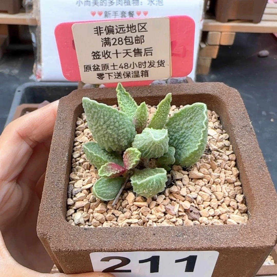 211绿皮多肉植物