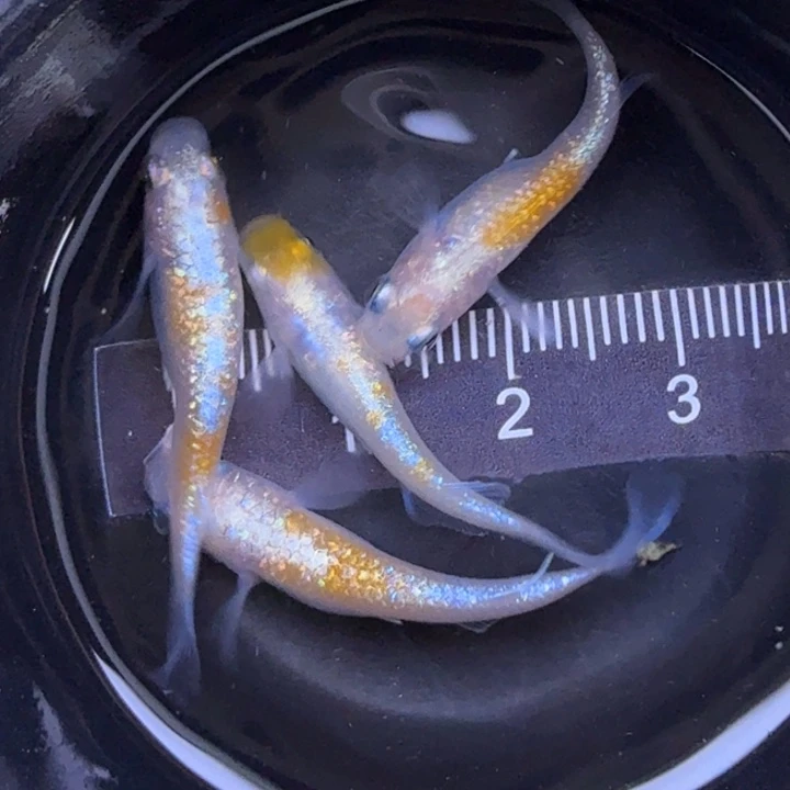 青鳉鱼红白蓝宝石25号