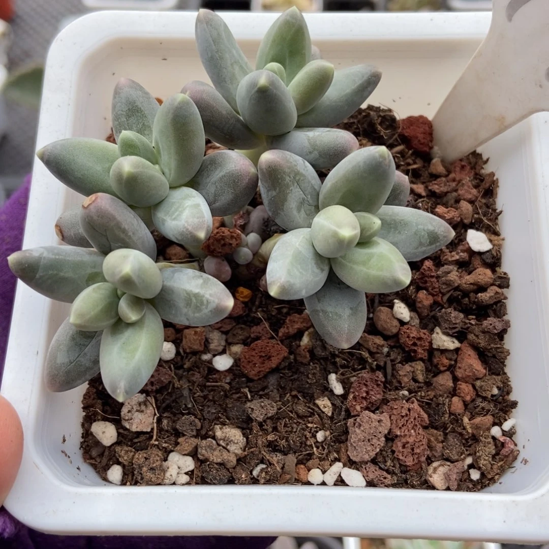 998乌拉奶多肉植物