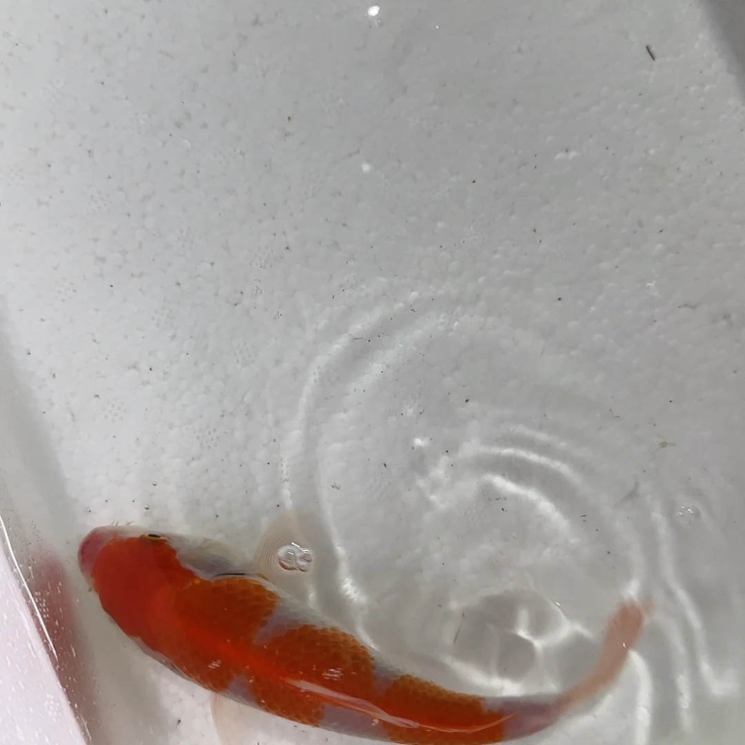 三选留养红白一尾