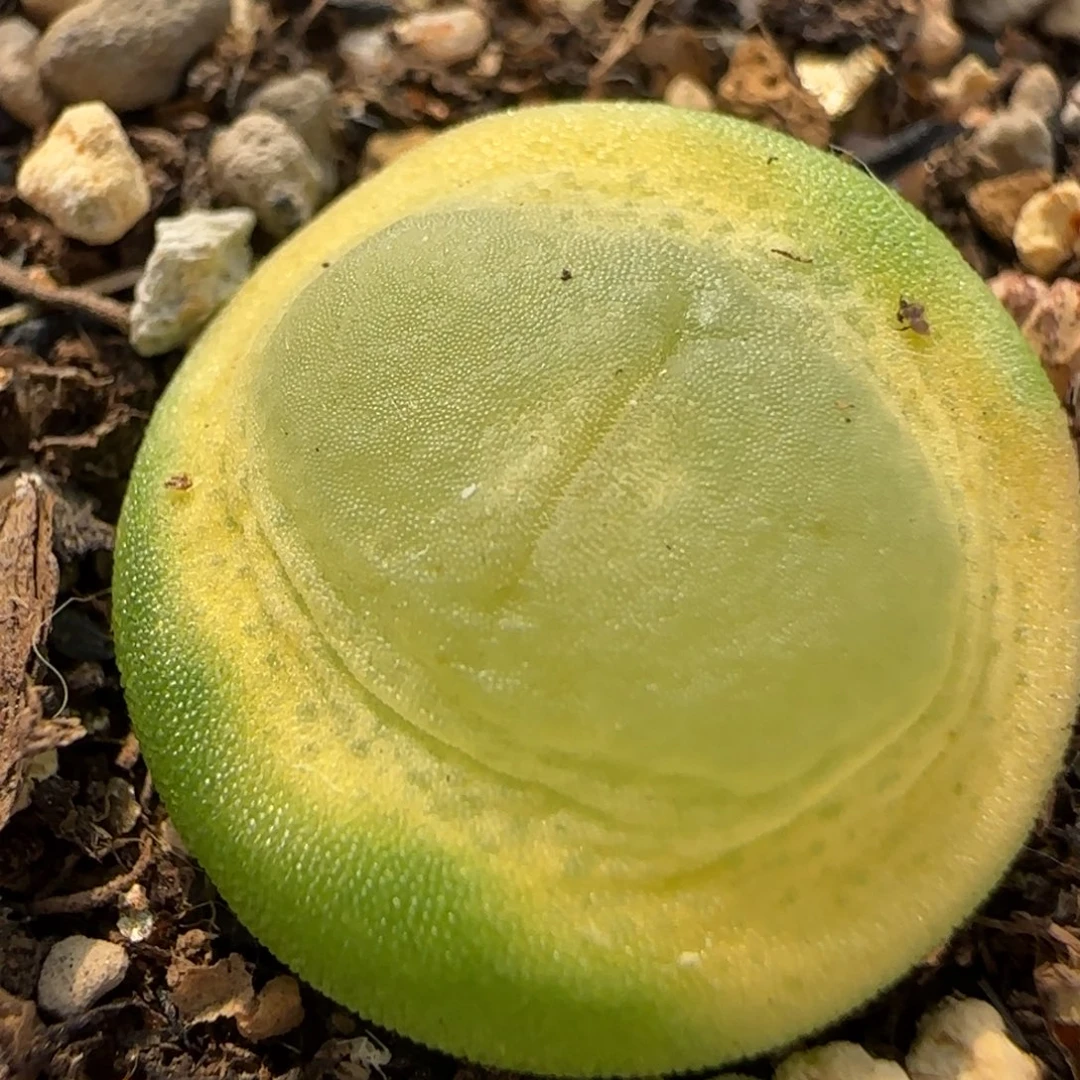 多肉植物拉登1.8 47号