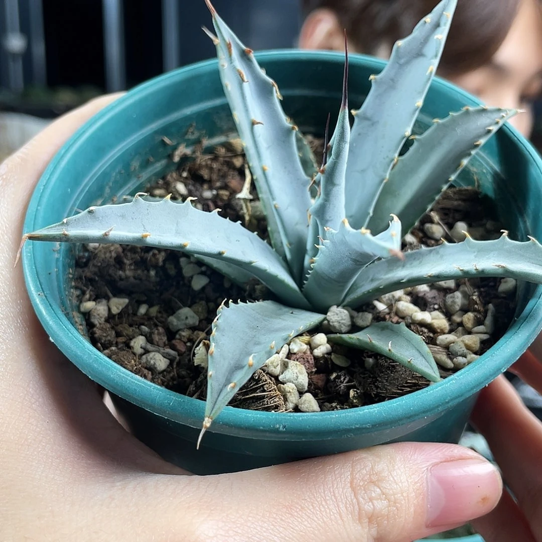 9cm实生曲刺妖炎