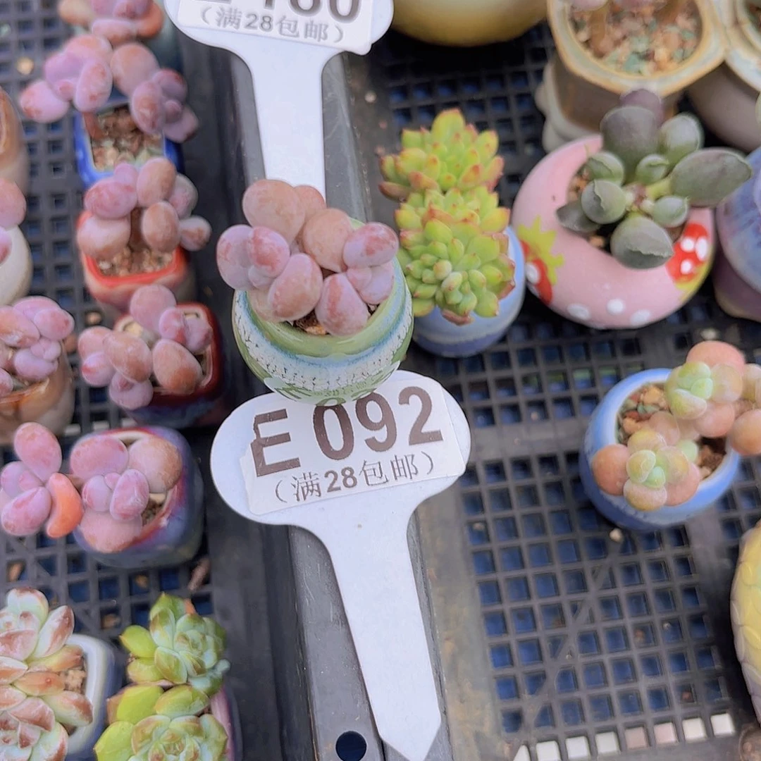 E092粉兔女郎一物一拍