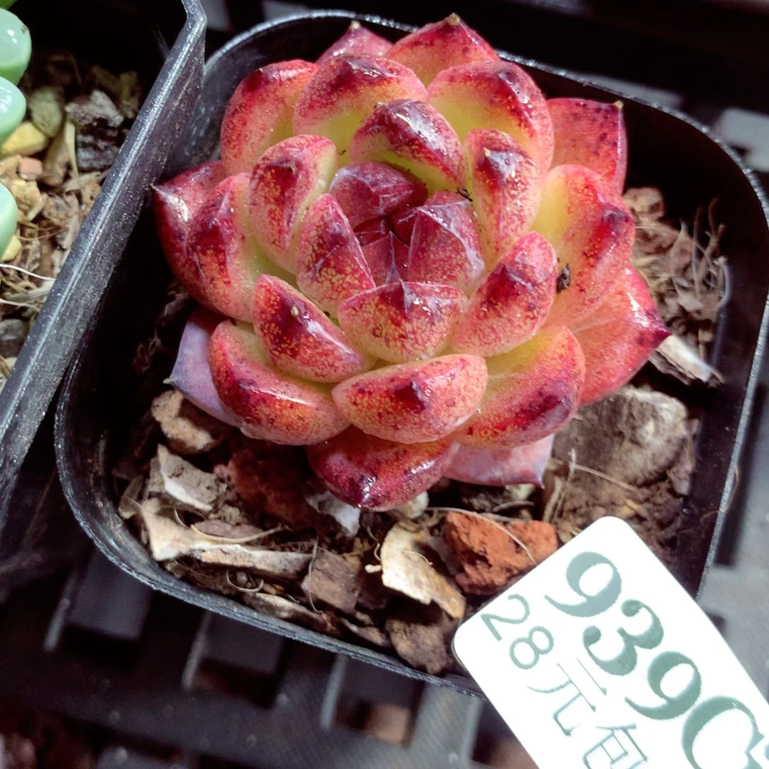 5厘米盆精控多肉939