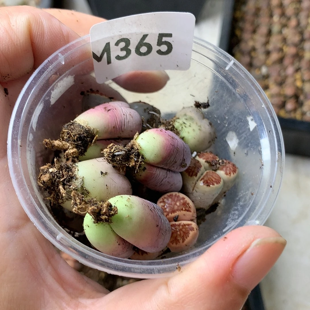 唯**渡M365多肉植物保护