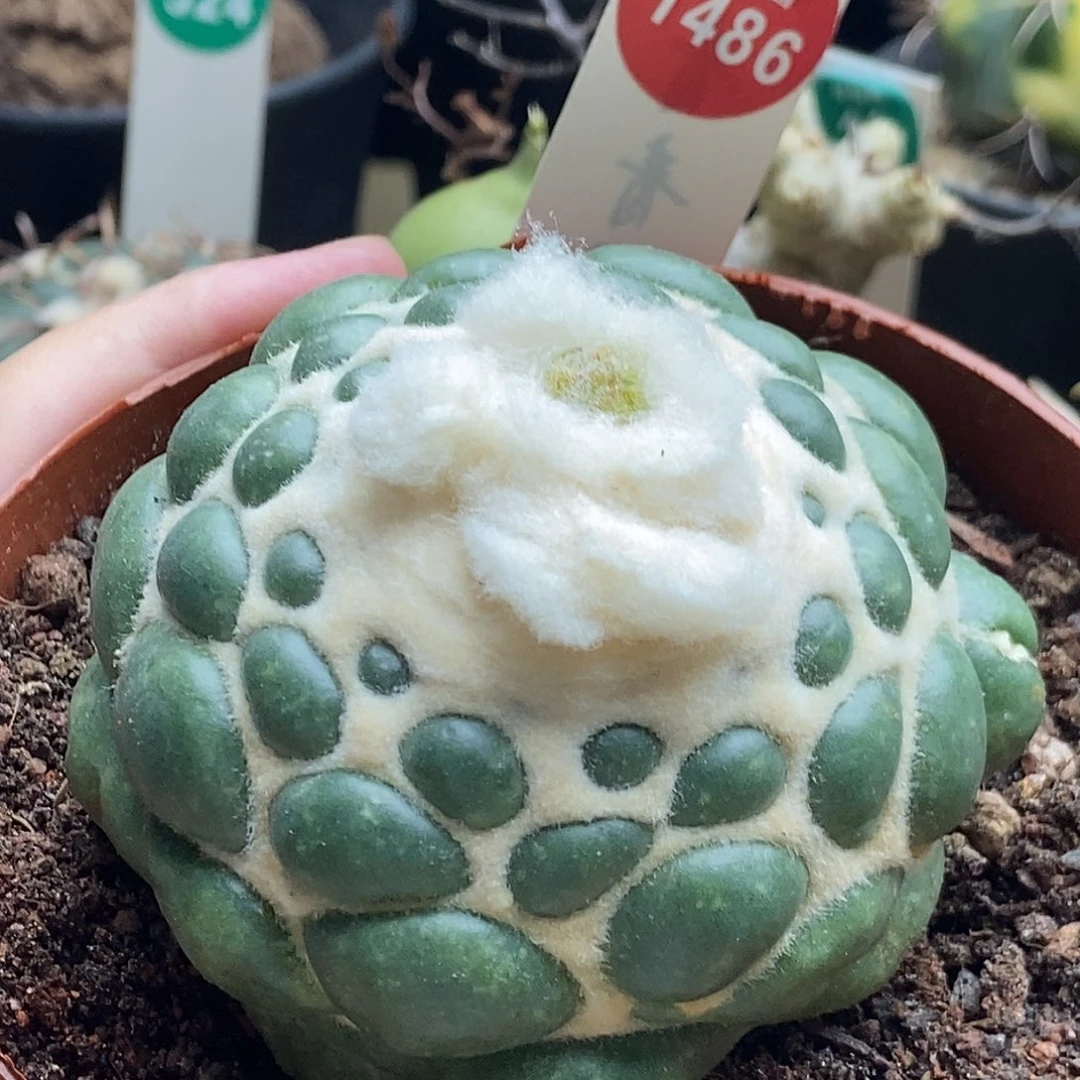 自根无刺象牙7.6cm一棵