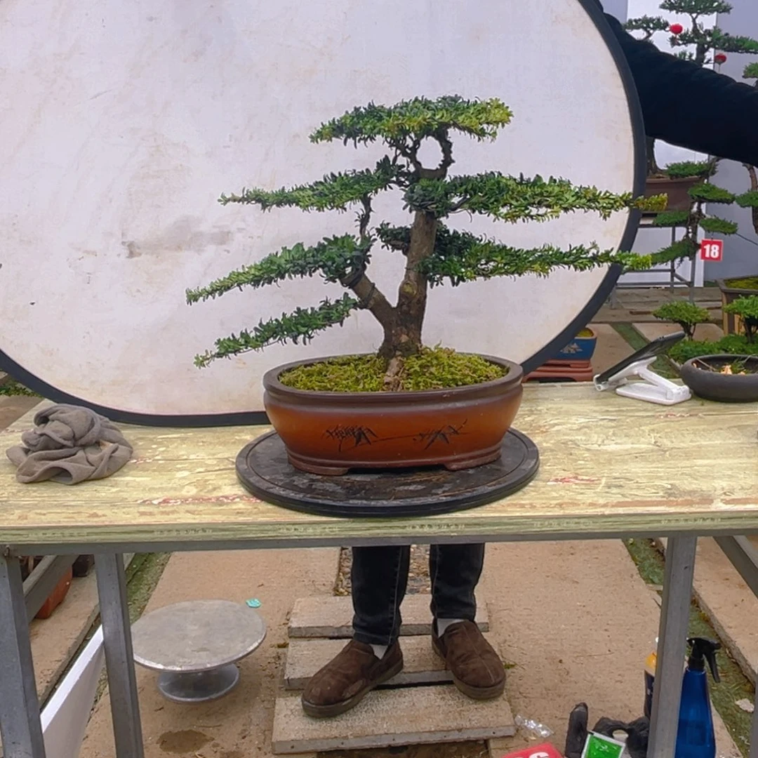 盆景O*C红芽菊花珍珠罗汉松