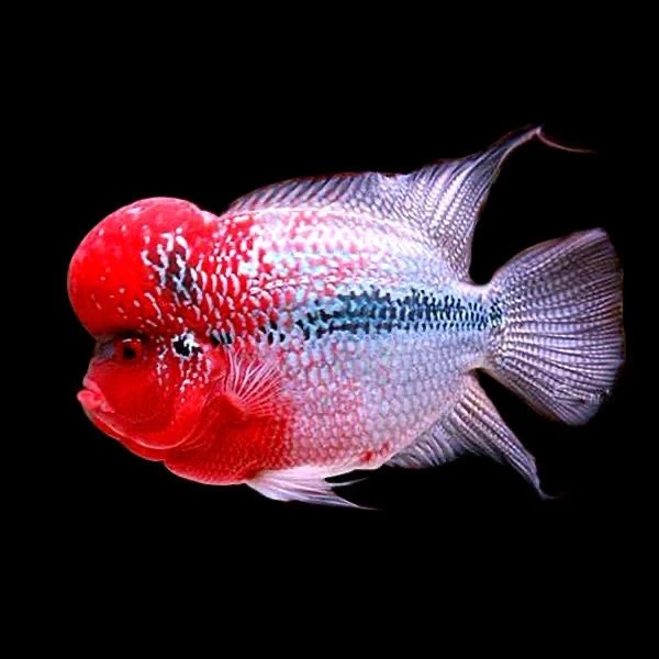 小男罗汉鱼鸿运当头观赏鱼马骝银花满银观赏鱼宠物鱼罗汉精品鱼