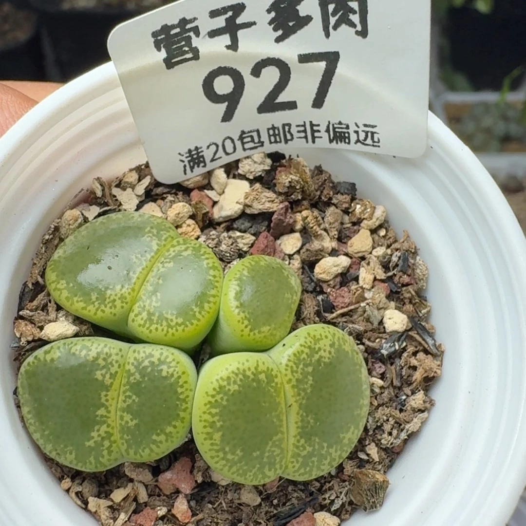 带盆土。