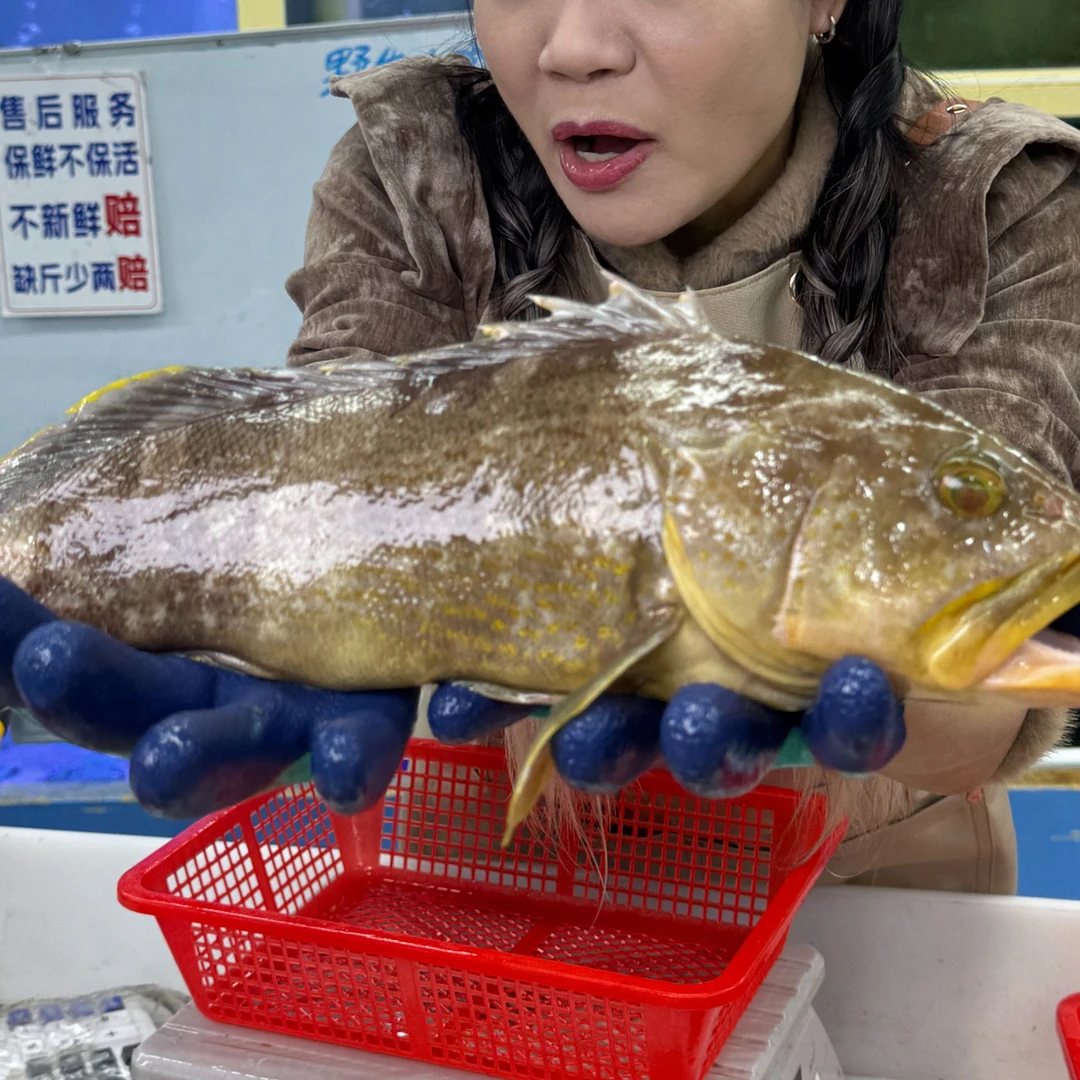 【新鲜土斑鱼】上街弟推荐 肉质鲜甜海鱼可煎煮炸福州发货