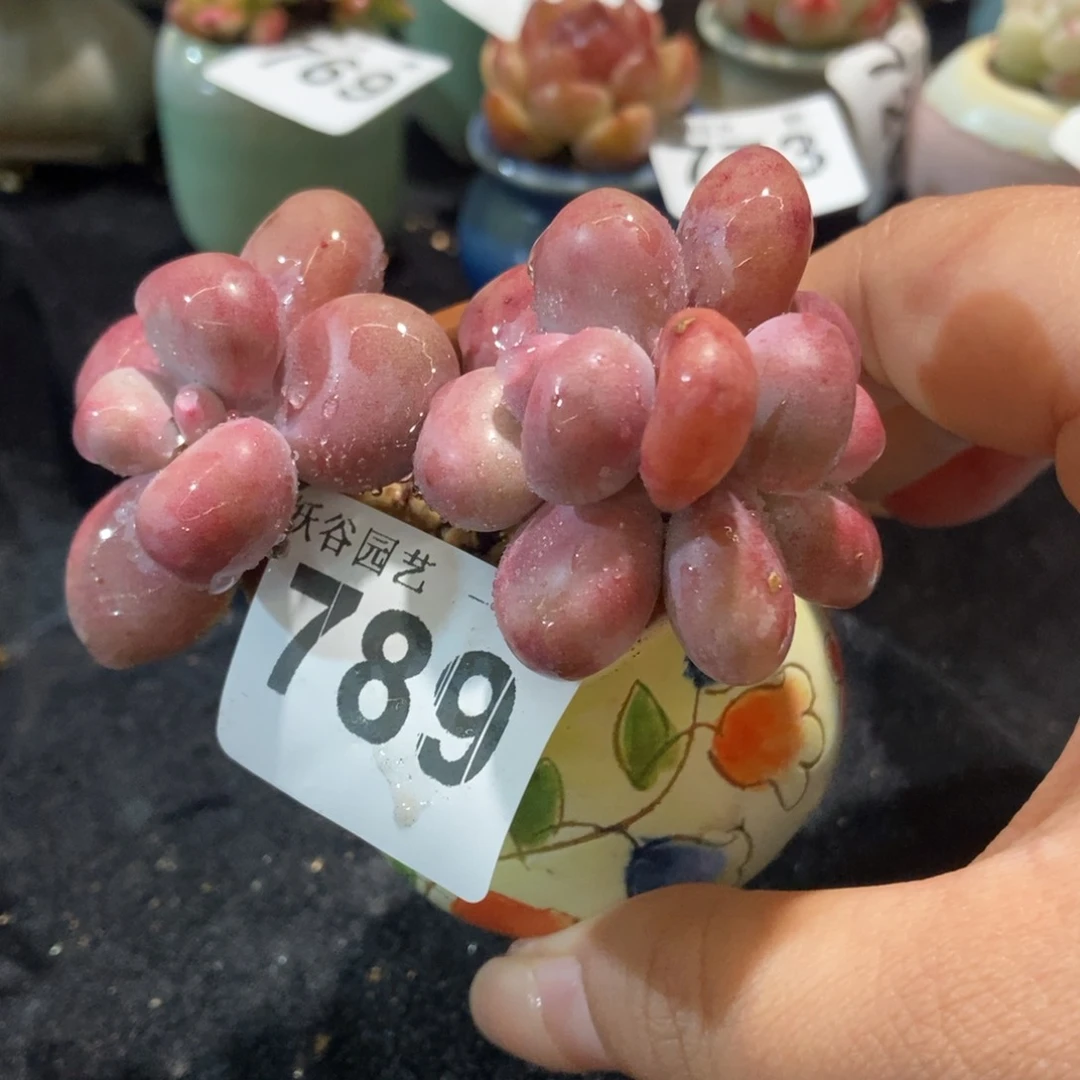 789糖果腰子蛋微缀带盆土