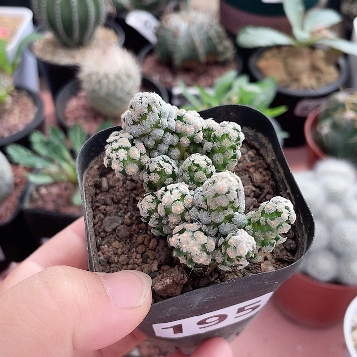 195戴斯油多头群