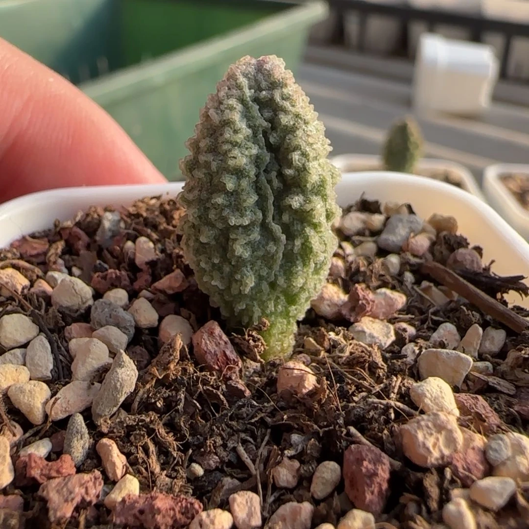 廉价水泡多肉植物