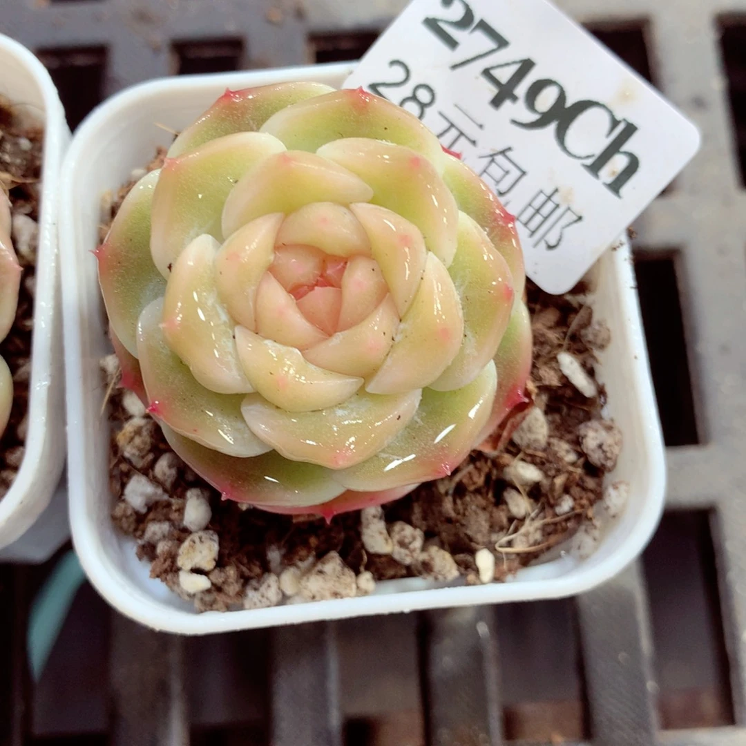 5厘米盆精控多肉2749