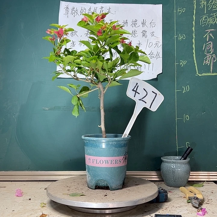 当前无花栽培后可以开花佩德罗427