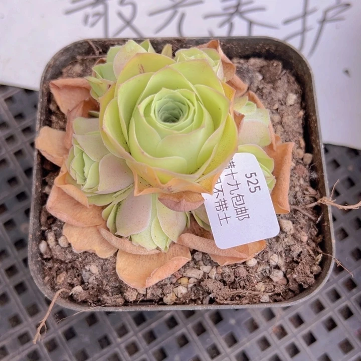 525 裸根不带土发货不包损