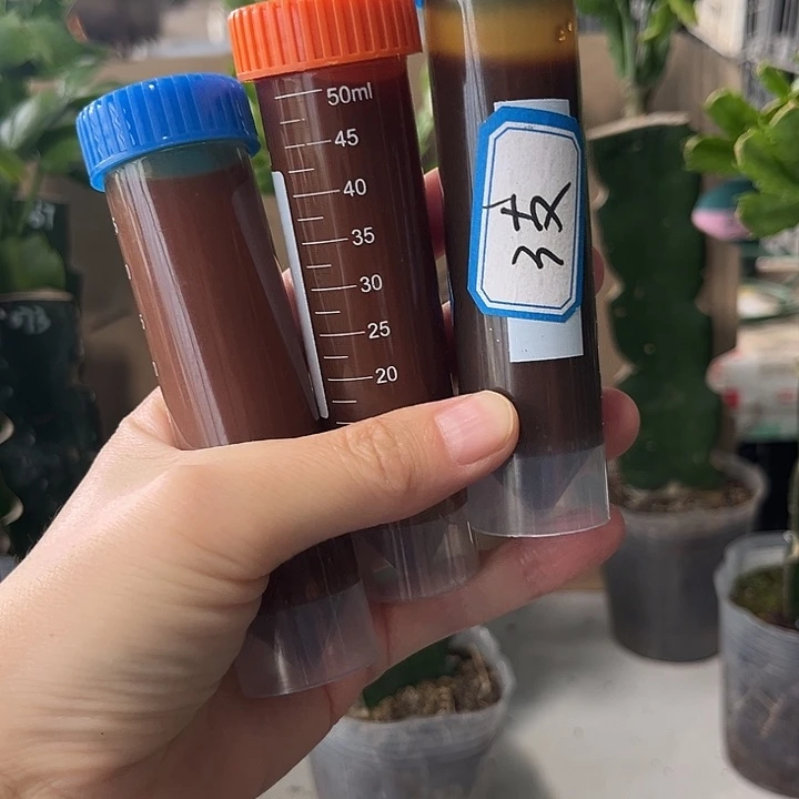 当前无花朵，栽培后可花朵三只鱼蛋白