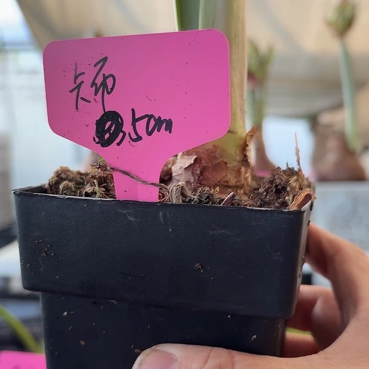 无花朵卡布直径5cm左右