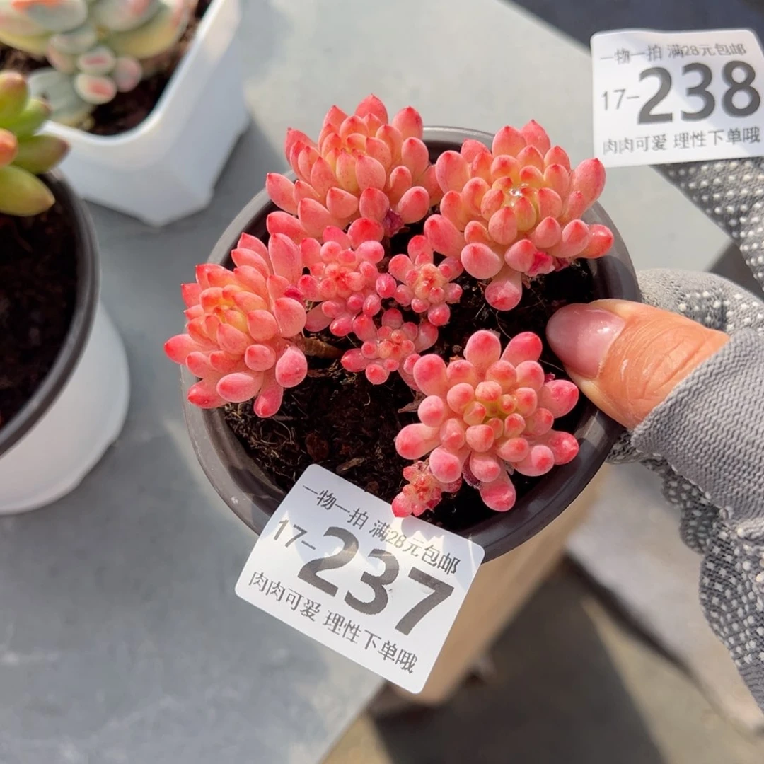 烟花多多肉多肉多肉