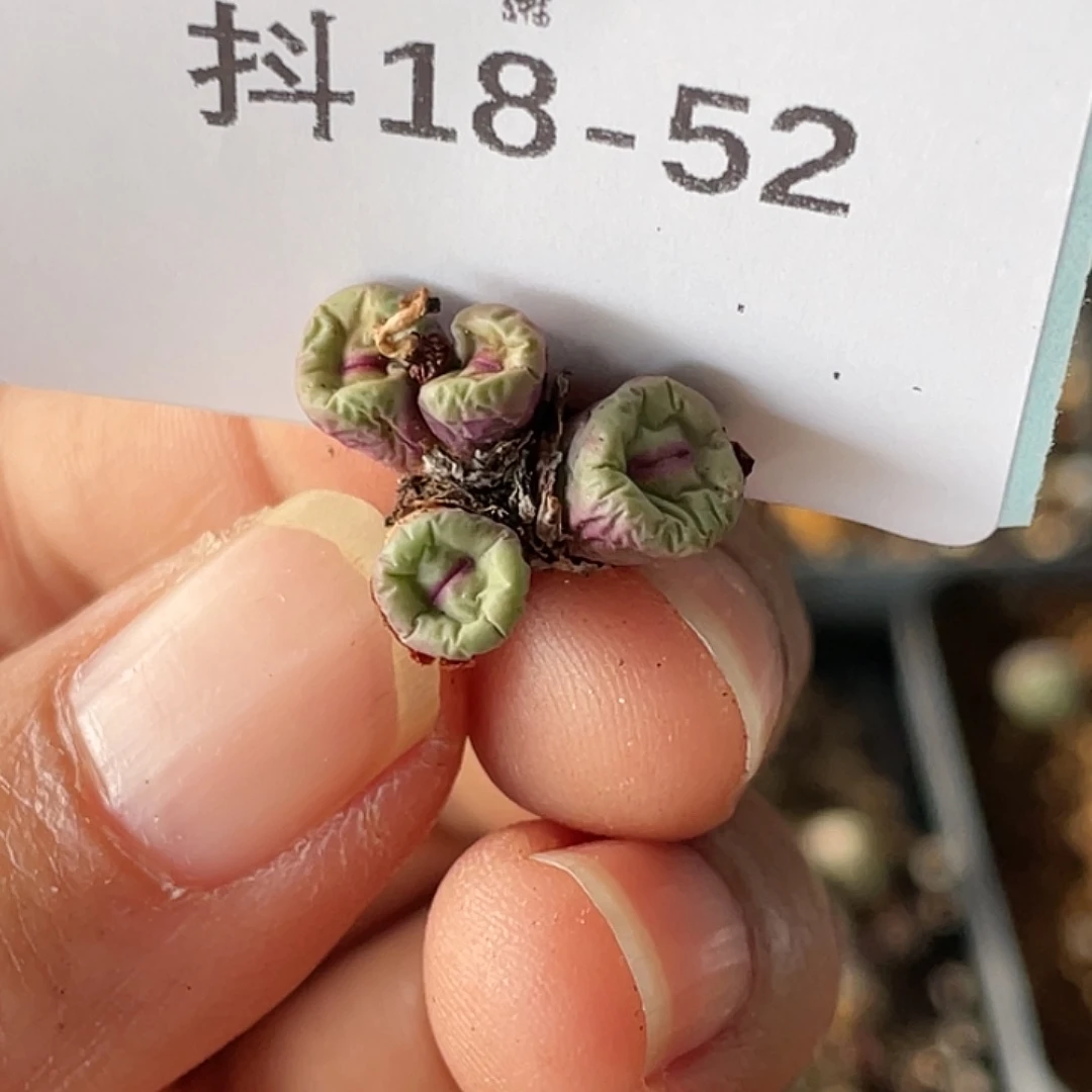 一***醉18-52肉锥多肉植物