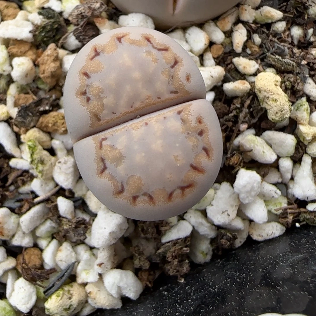 12.13.c215饼干.9076无人福利