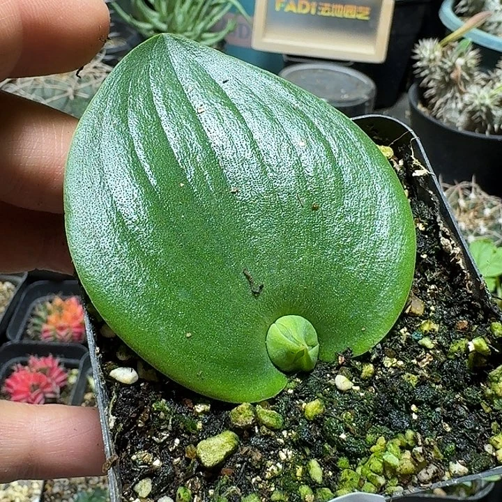 152玫瑰镜带盆发货