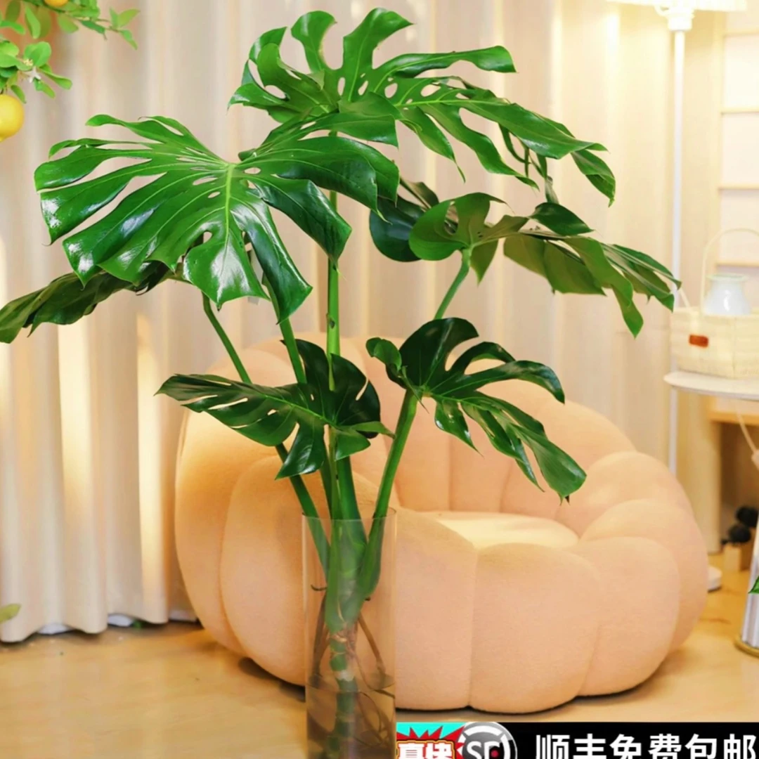 老桩龟背竹顺丰上门大型绿植茶室保4片叶单杆龟背竹水培室内观赏