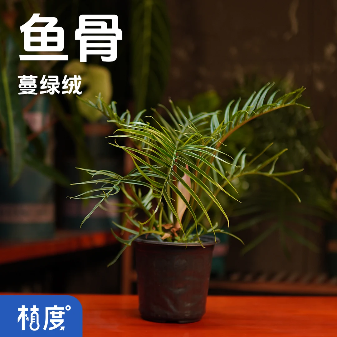 【 植度 | 鱼骨蔓绿绒 】鱼骨蔓绿绒 叶型奇特 北欧风 阳台窗边易养
