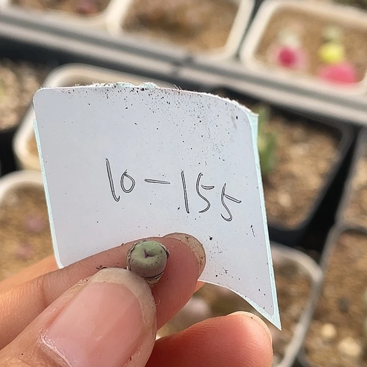 林*琦10-155肉锥多肉植物